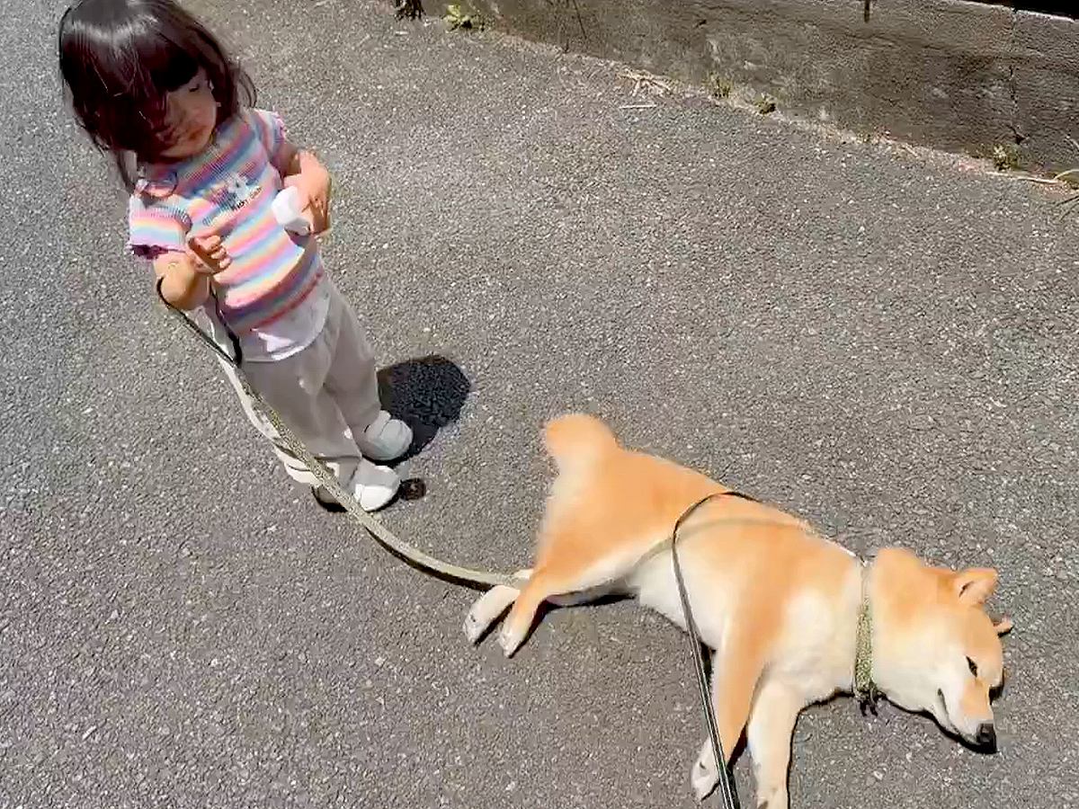 1歳の女の子と散歩をする犬→突然『散歩拒否』が発動して…あまりにも尊い『まさかの対処法』が403万表示「癒やされた」「可愛い」と悶絶の声