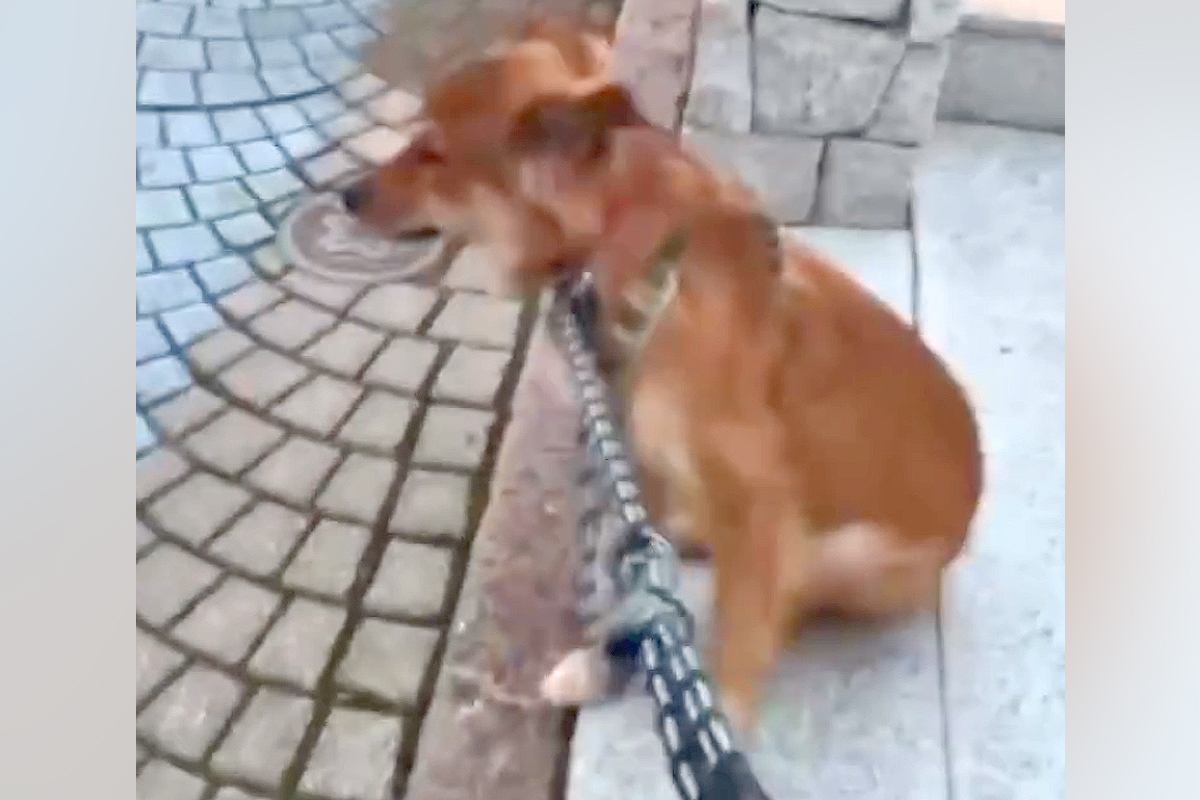 パパとお散歩中『ママが来るまで帰らない』と駄々をこねる犬→心配でお迎えに行くと…再会時に見せた『露骨な態度』に反響「こんな信頼されて素敵」