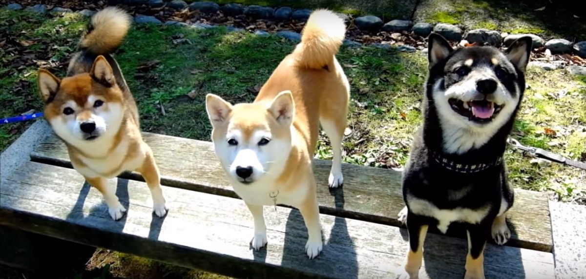 柴！柴！柴！柴！柴犬だらけのドタバタ撮影会♪