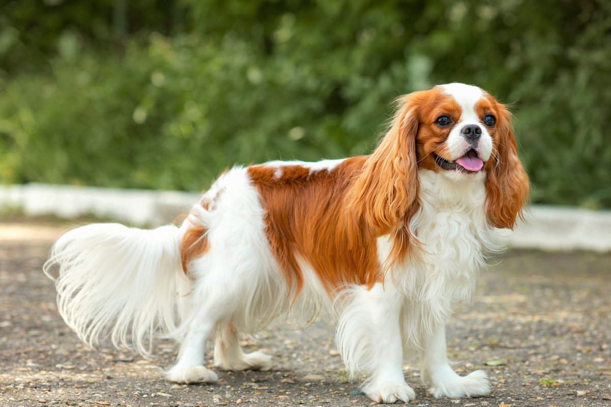 【獣医師監修】キャバリアってどんな犬種？特徴と性格や飼い方・価格相場まで解説