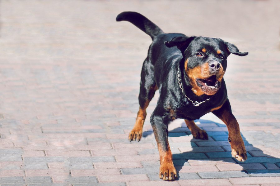 犬が異常に興奮している時の行動や危険性、対処法について