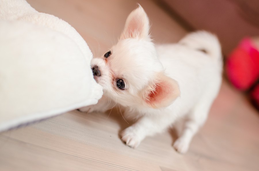 犬はどんな時にイタズラをしちゃうの？