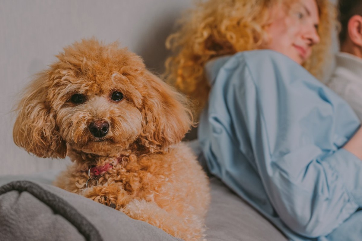 犬が悲しい気持ちになる『してはいけない態度』5選