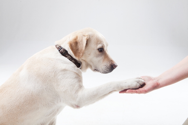 あなたの愛犬も天才犬かも！？簡単にできる犬の知能テスト