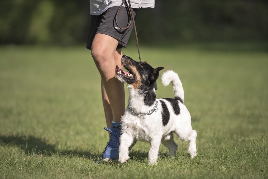 犬の散歩でリーダーウォークをする必要性としつけ方