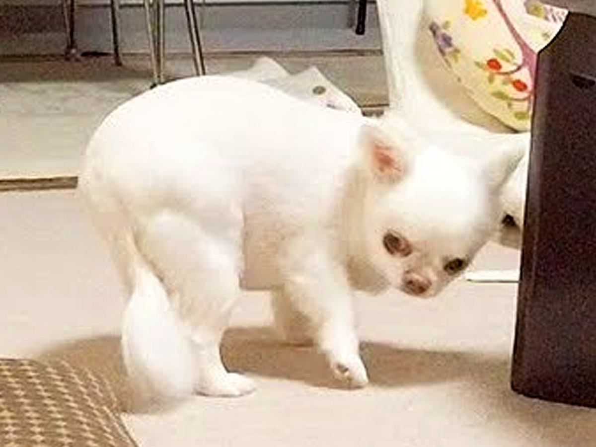 オナラをしてしまった犬→ニオイが強烈すぎた結果…想像を超えるリアクションが15万再生「ロボットのせいにしてて草」「逃げるの面白すぎｗ」