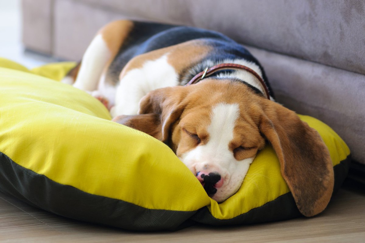 犬の睡眠時間は何時間が適切？眠りすぎ・眠らなすぎを判断する3つのサインも解説