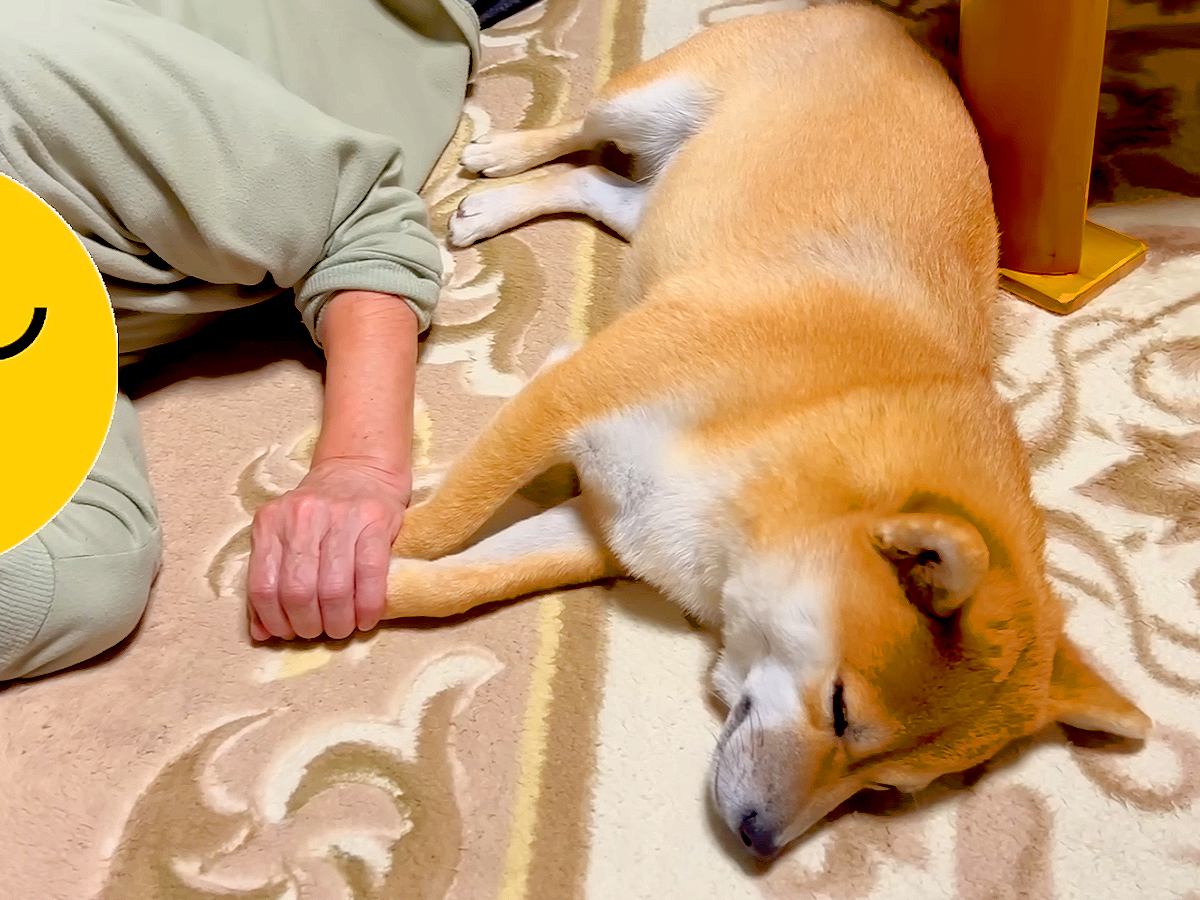 買い物中『おばあちゃんに犬を預けた』結果→帰宅したら…泣けてくるほど『愛おしい光景』が389万再生「どっちも可愛い」「涙出た」現在の姿も