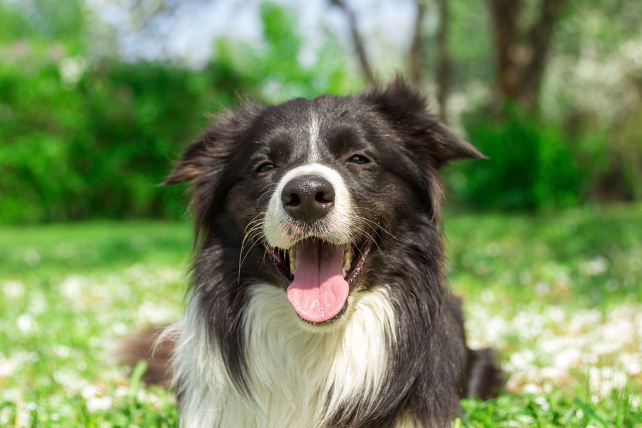 犬が見せる可愛い7つの仕草