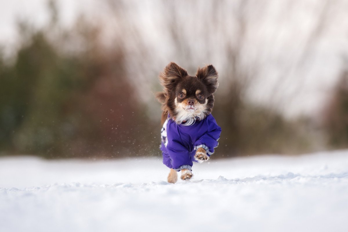 犬に冬を快適に過ごしてもらうためにできること5つ　寒さ対策は何をすればいいの？寒い時期の注意点まで