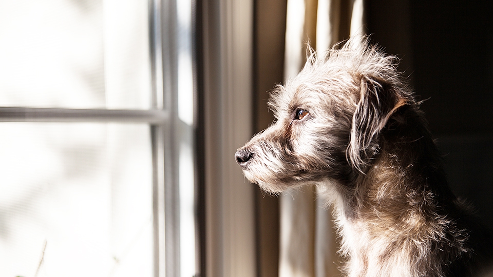 インセクトシールド┃犬の虫よけに効果あり！？おすすめ犬用インセクトシールド4選！