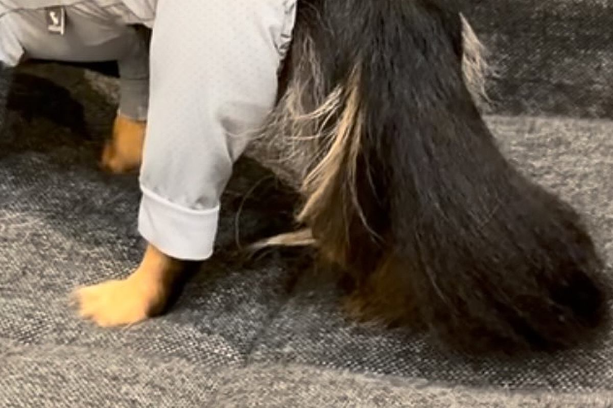 雨の日、外で濡れないよう『犬に洋服を着せた結果』→思った以上にピチピチで…子どものような態度が65万再生「感情豊かｗ」「絶望顔で草」