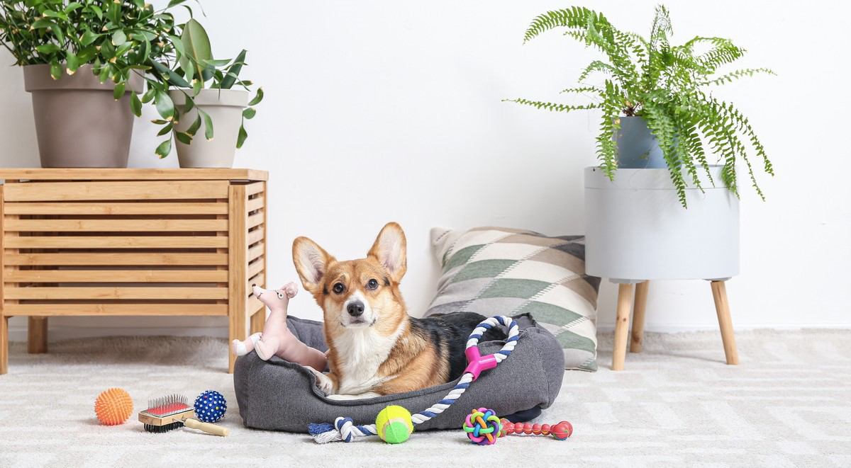 犬のおもちゃを出しっぱなしにするのはNG？退屈して問題を起こしてほしくないならその逆をしよう