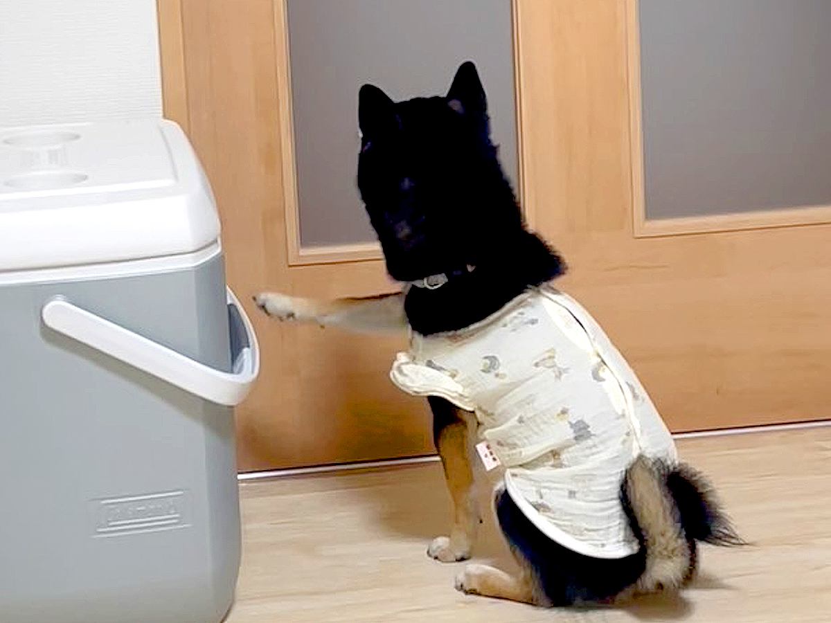 大好きなお父さんが仕事から帰宅→最初は可愛くお出迎えしていた犬が…『まさかの結末』に「マスクパッチン笑った」「可愛いｗｗ」と4万再生