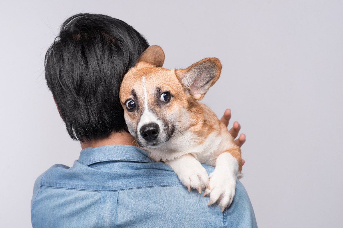 犬が怯えて震えている時、飼い主にできる4つの落ち着かせる方法