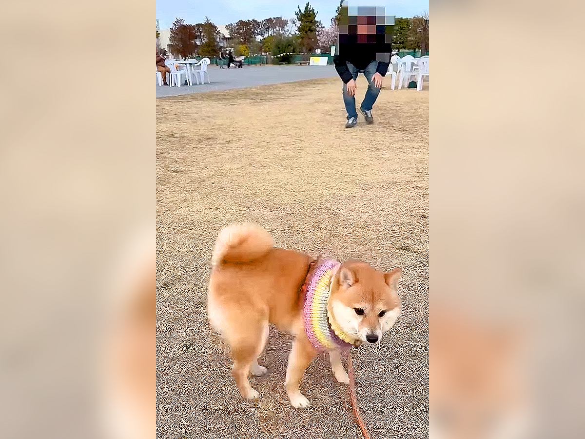 『パパが戻ってきた！』犬が"家族の登場"でとった行動…可愛すぎる『足バタバタ』に絶賛の声「本当にかわいい」と6万9000再生の反響