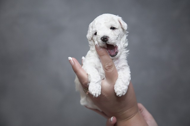 犬のオークションとは？どこから流通してるの？問題点について