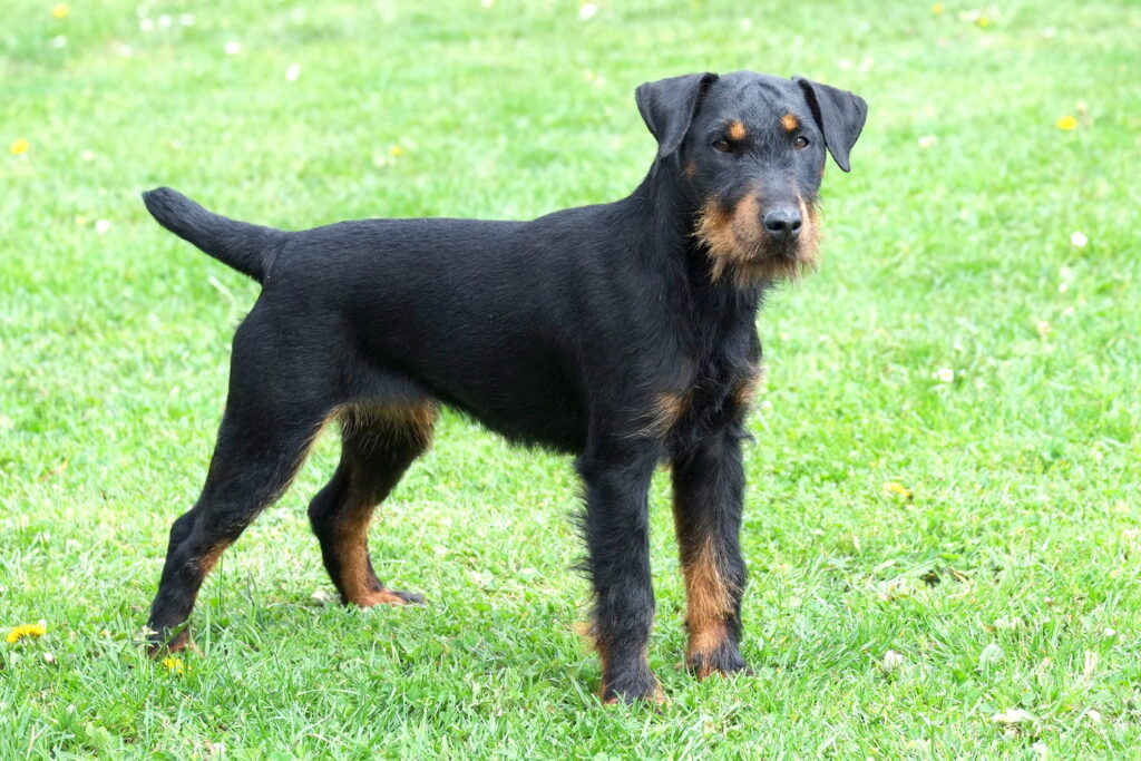 【獣医師監修】ジャーマン・ハンティング・テリアってどんな犬種？特徴と性格や飼い方・価格相場まで解説