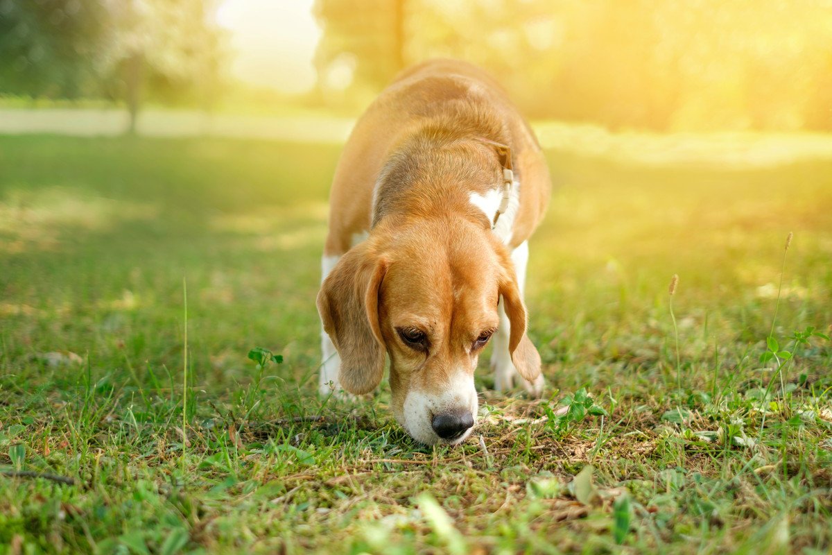 犬は『ニオイ』からどんな情報を読み取っているの？人間には分からない嗅覚の秘密を徹底解説