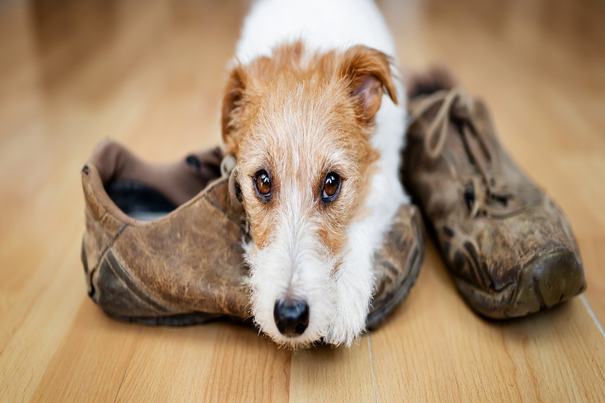 犬が飼い主のお出かけを邪魔する3つの理由とは　考えられる心理から効果的な対処法まで解説