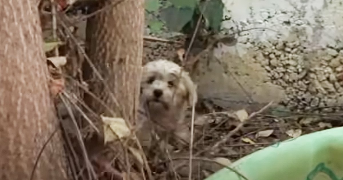 不安を隠せない小型犬を保護！やさしく語りかけることで心をオープンに