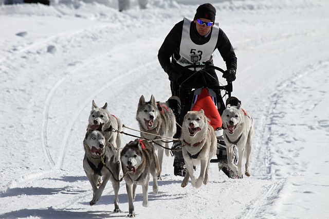 犬ぞりは紀元前から今に残る、豪雪地域の移動手段