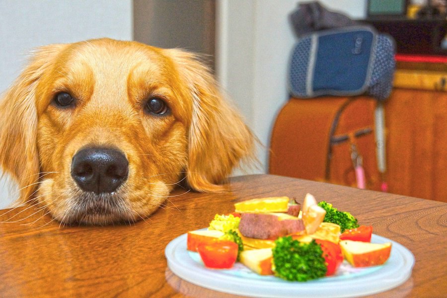 なぜ犬はご飯やおやつをいつまでも欲しがるの？４つの理由と与えすぎるリスクとは