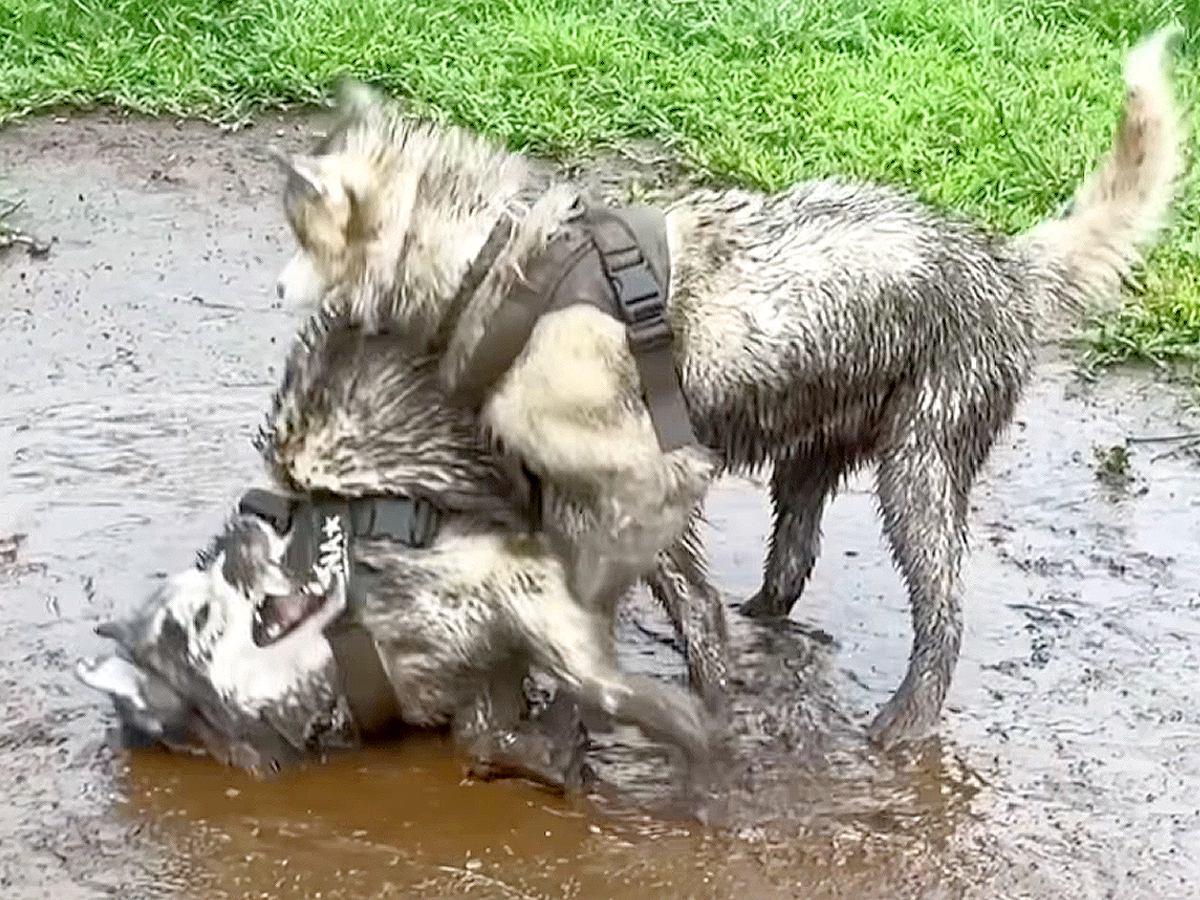 『頼むからやめてくれ…』ハスキー犬が泥を目の前にした結果…想像以上の惨劇が119万再生「心中お察ししますｗ」「諦めの境地で草」と爆笑