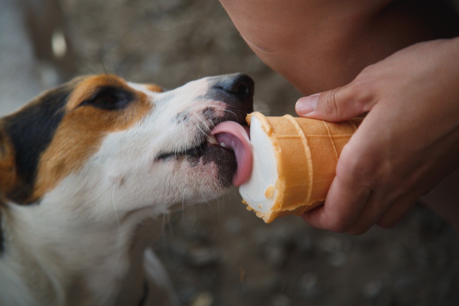 暑くても甘やかしはNG！犬にアイスを与える危険性３つ