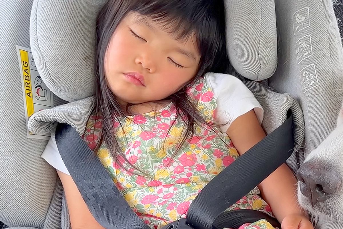 4歳の女の子と目いっぱい遊んだ大型犬→帰りの車内で、ふたり同時に…疲れすぎて見せた『尊すぎる光景』に悶絶「なんて可愛い」「幸せな寝顔」