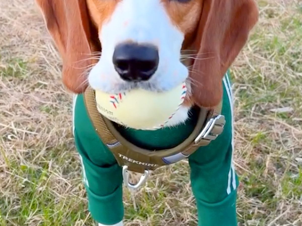 ボール遊びを楽しむ犬→帰る時間なので『おしまい』と告げると…わかりやす過ぎる『絶望』が166万再生「悲しみ溢れてる」「しっぽがｗ」