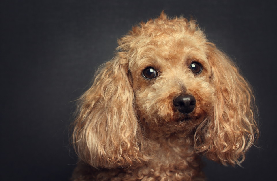 栄養不足の可能性も！犬の毛が退色していく理由