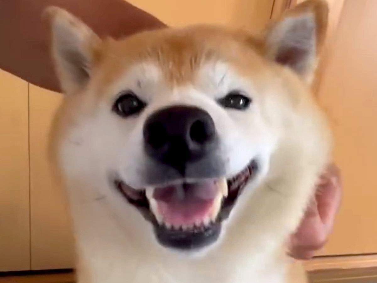 笑顔でナデナデを要求する犬→だんだん顔つきが変わってきて…数秒後に見せた『予想外すぎる表情』に「迫力やばｗｗ」「めっちゃわろた」と爆笑