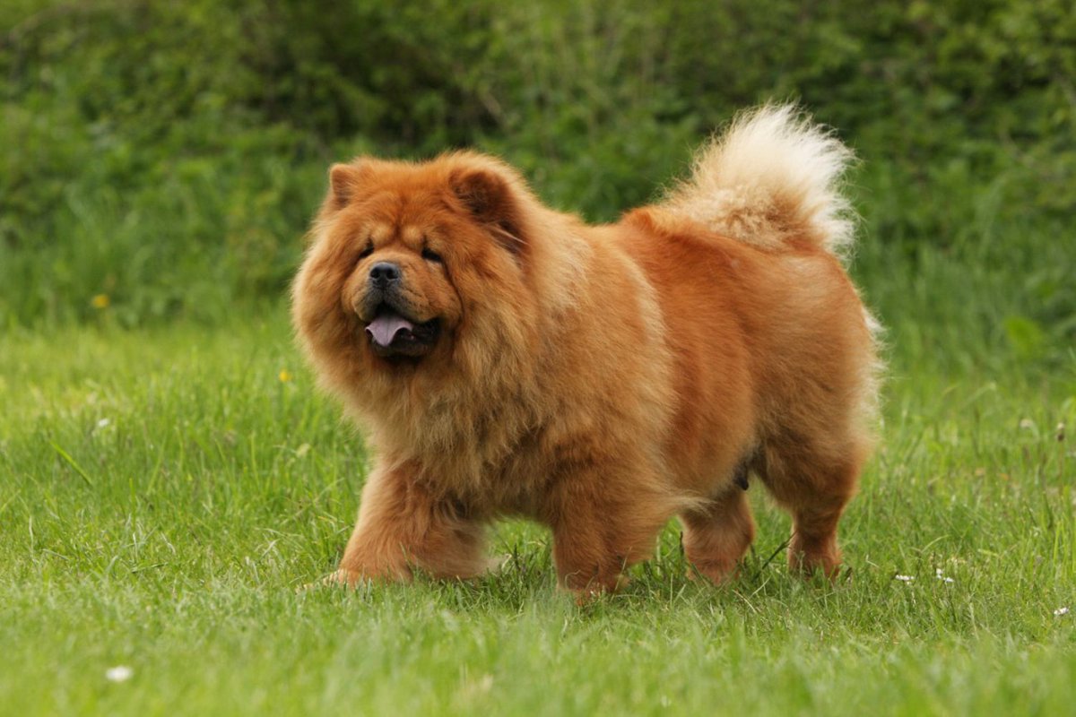 チャウチャウってどんな犬種？特徴と性格や飼い方・価格相場まで解説