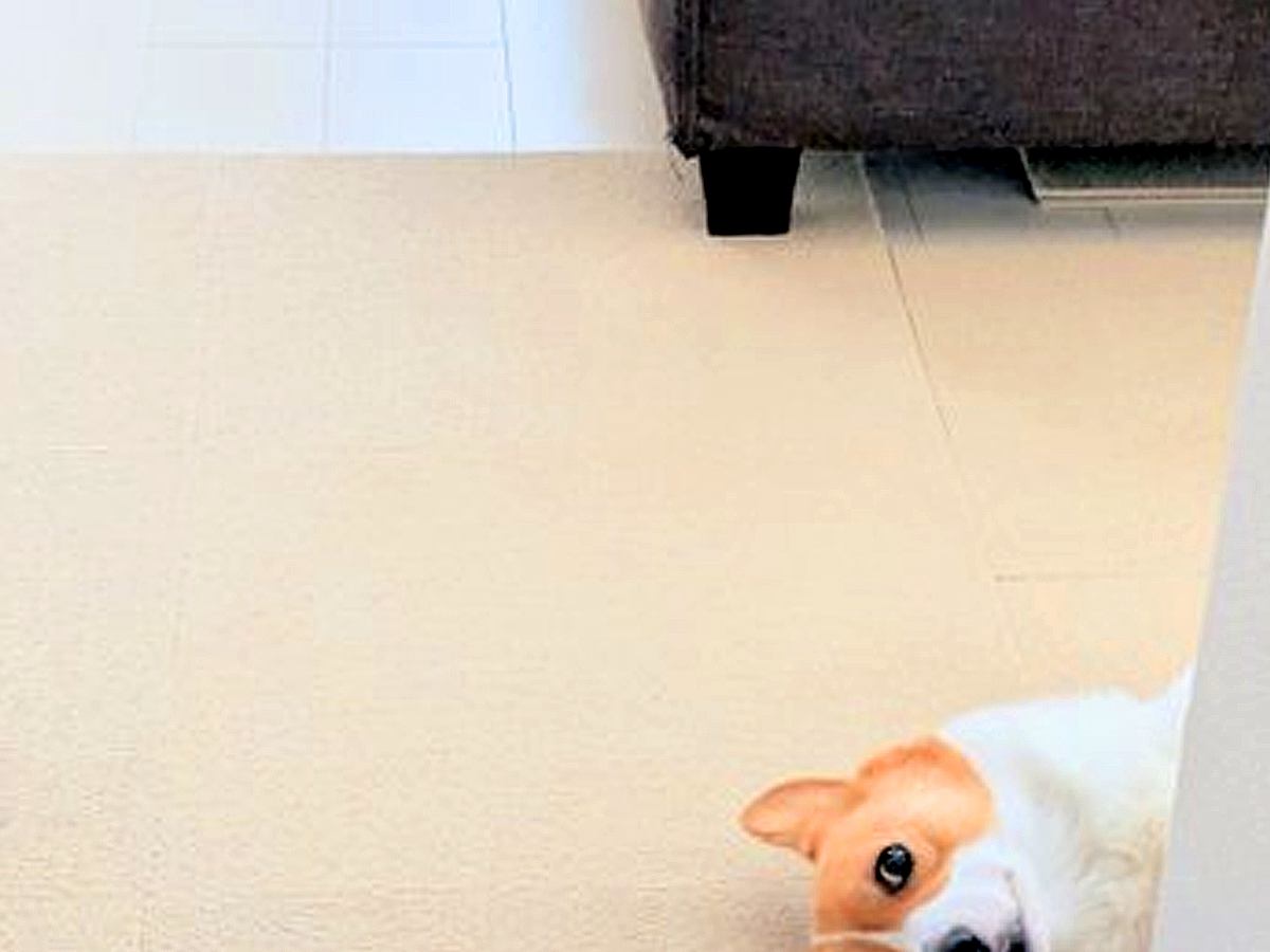 ゴミ出しで外出→家に帰った瞬間、犬が壁で…何度も見たくなる『まさかの行動』に4万いいね「毎日ゴミ出ししたくなる」「ご苦労さんって顔ｗ」