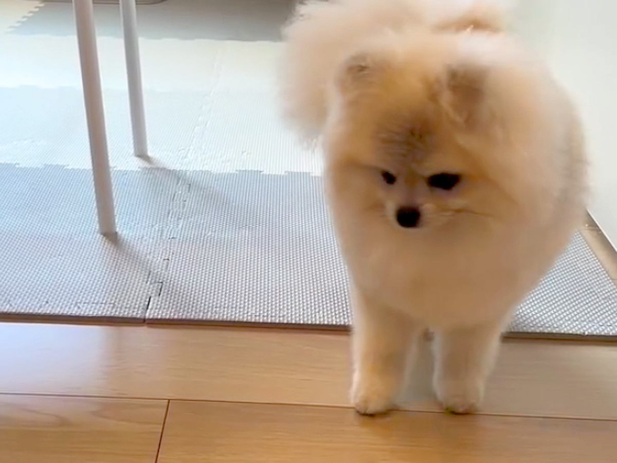 掃除のため『犬用のキッチン侵入防止柵』を取り除いたら…たまらなく愛おしい『まさかの行動』が6万再生「考えるの可愛い」「表情最高」と絶賛