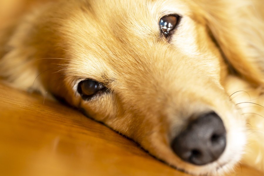 犬が飼い主に触ってほしい時にする行動３つ