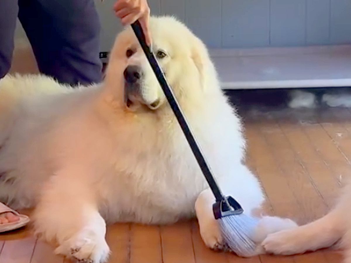 超大型犬2頭をシャンプーした後→抜け毛を掃除しようとしたら…『まさかの光景』が12万再生「迷惑そうなの草」「関係ない顔してるｗ」と爆笑