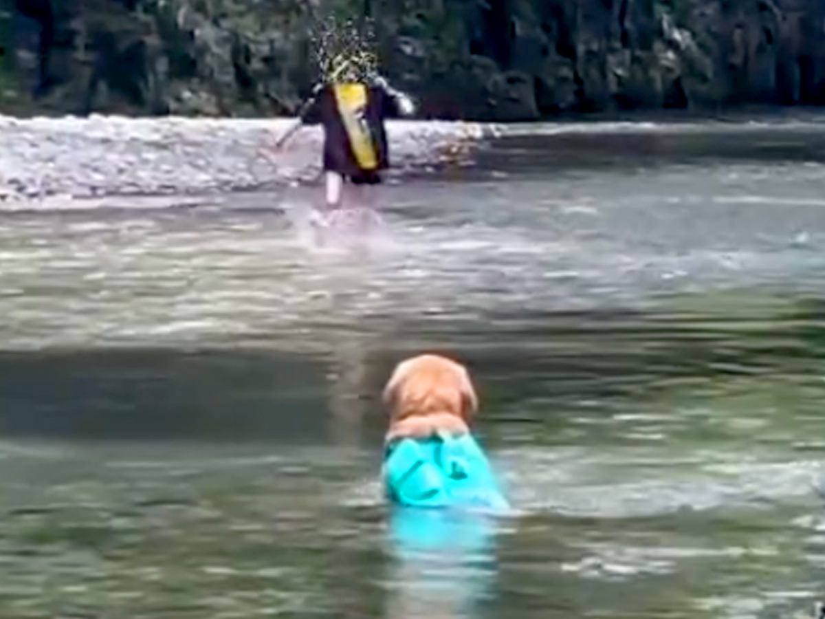 女の子たちと川遊びをする大型犬→ボールが流されてしまい…思わず吹き出す『コントのような光景』が8万再生「感動と思いきやｗ」「最高」と反響