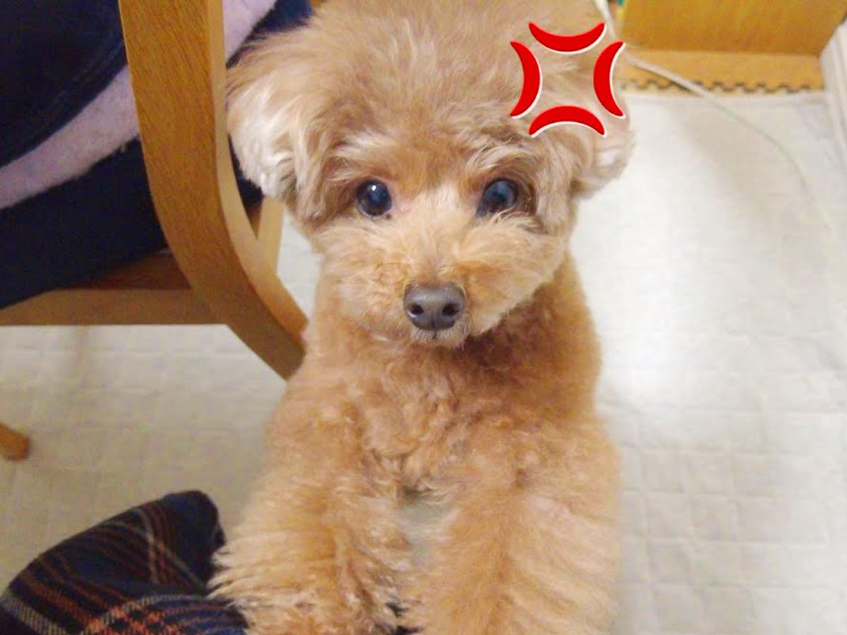 忘年会があったため、深夜に帰宅→普段は温厚な犬が…まさかの『ブチギレてしまう光景』が45万再生「可愛くて悶絶した」「会話成立しすぎｗ」