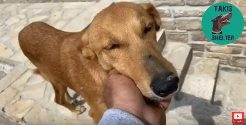 後足がなえた犬が見つけた居場所。保護されたその後のお話