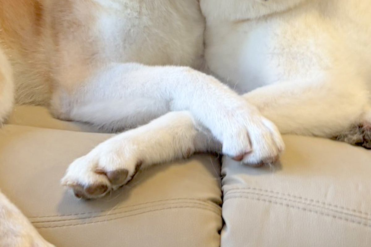 ふと、ソファにいる2匹の秋田犬を見てみたら→『おてて』をクロスさせて…尊すぎる光景に「言葉が出てこないくらい可愛い…」「癒やされる」の声