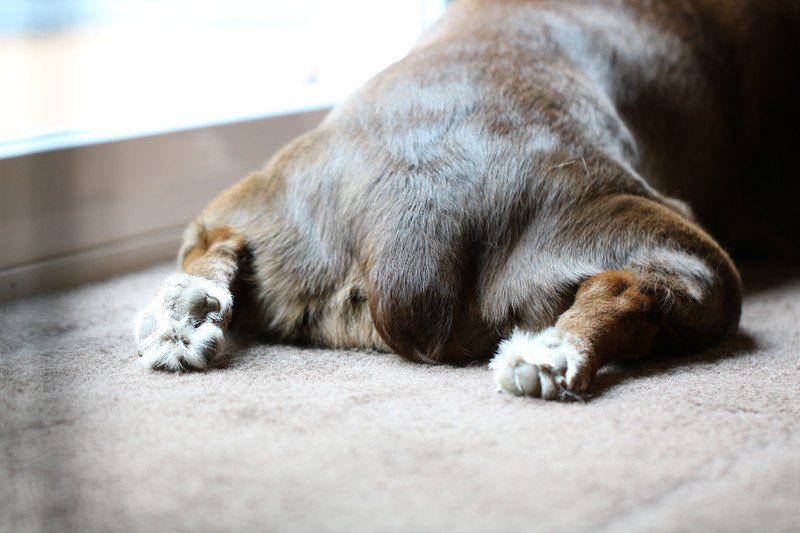 犬のおしりが臭い原因、液体が出ている理由や対処法