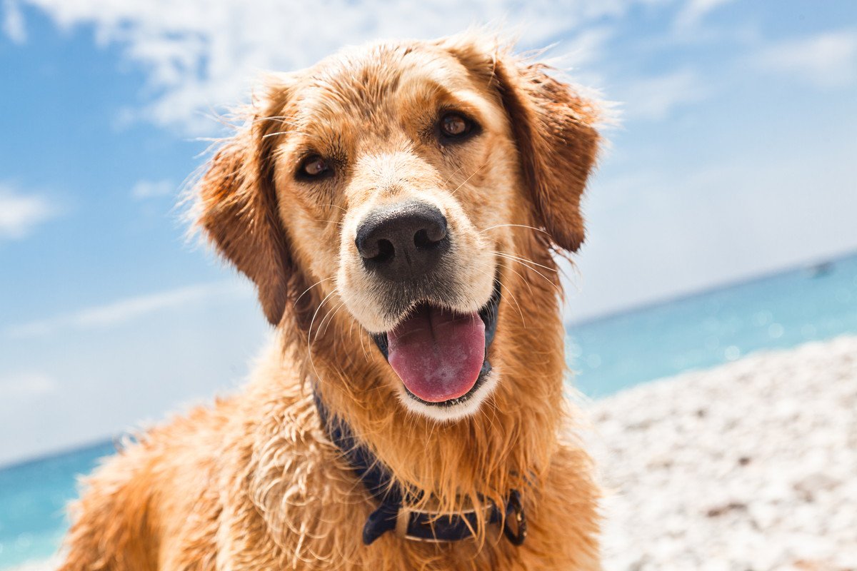 犬と海に行く時のマナーや注意点！準備物やおすすめ海水浴場まで