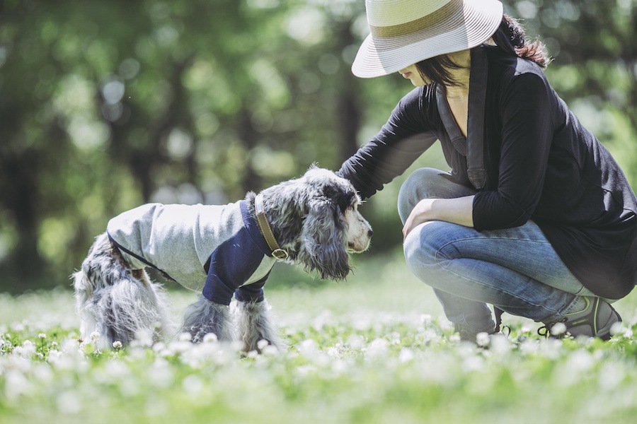 犬の視力は犬種によって違うらしい