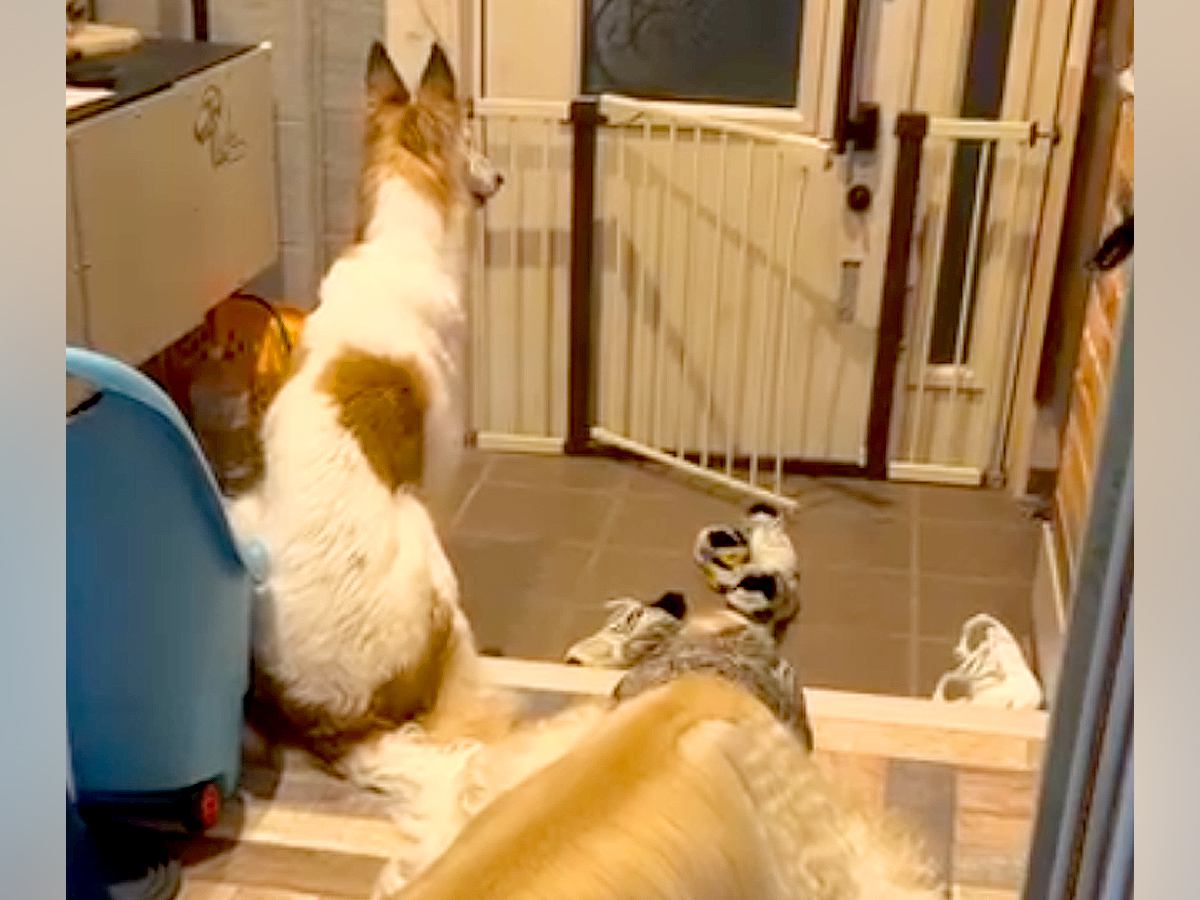 溺愛する小型犬の帰りを待つ大型犬→一本の連絡があり…絶対に言えない『帰ってこない理由』が80万再生「後ろ姿から心配が伝わるｗ」と爆笑