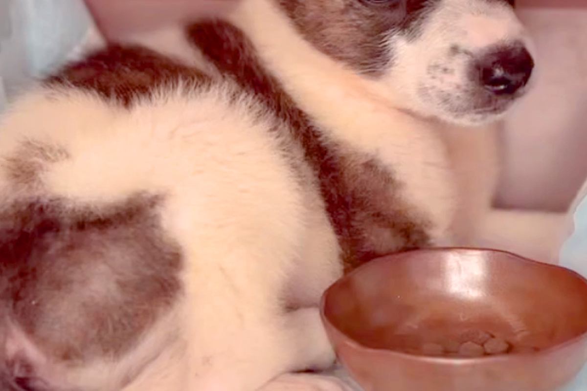 人慣れしていない『野犬の子犬』を飼った結果→『怯えた表情』をしていたものの、半月後…想像以上の変化に「幸せでなにより」「喜び溢れてる」