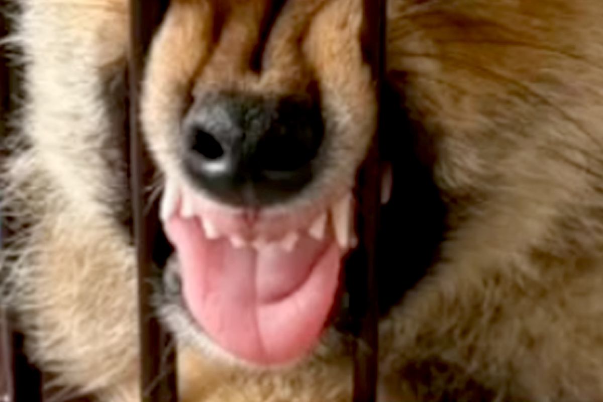 家にきたばかりの赤ちゃん犬→『緊張しちゃうかな』と思ったら、ケージの中で眠っていて…破壊力抜群の『寝顔』に反響「大物の予感」「なぜｗｗ」