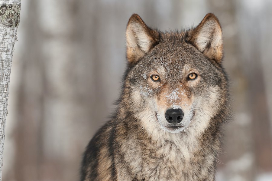 犬の祖先はオオカミ！進化のルーツや歴史、現代の犬種との違いを解説