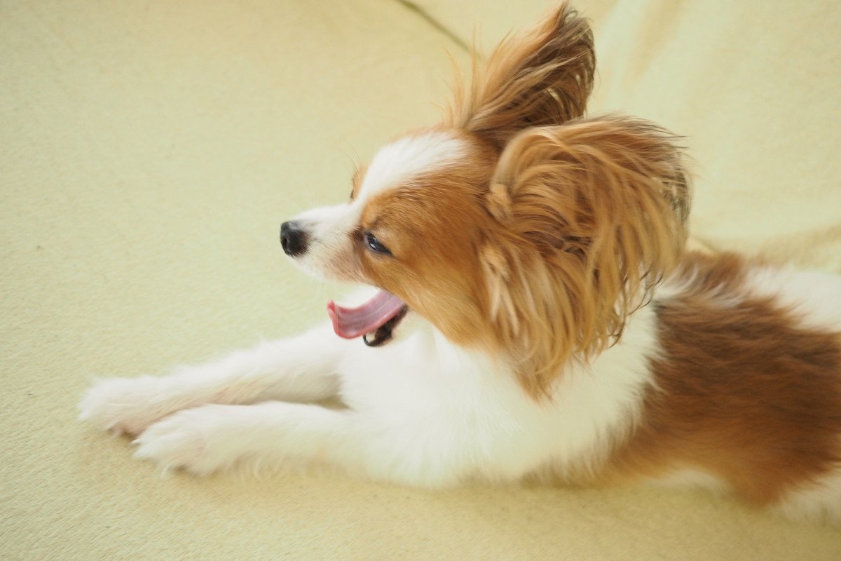 愛おしすぎる～♡犬が寝起きによくする仕草5選